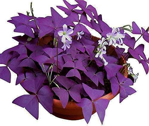Oxalis Triangularis 10 Bulbs Purple Shamrocks Lucky Lovely Flowers Bulbs Grows for Garden and Pots