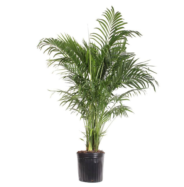 Lowe's Palm House Plant | Nursery