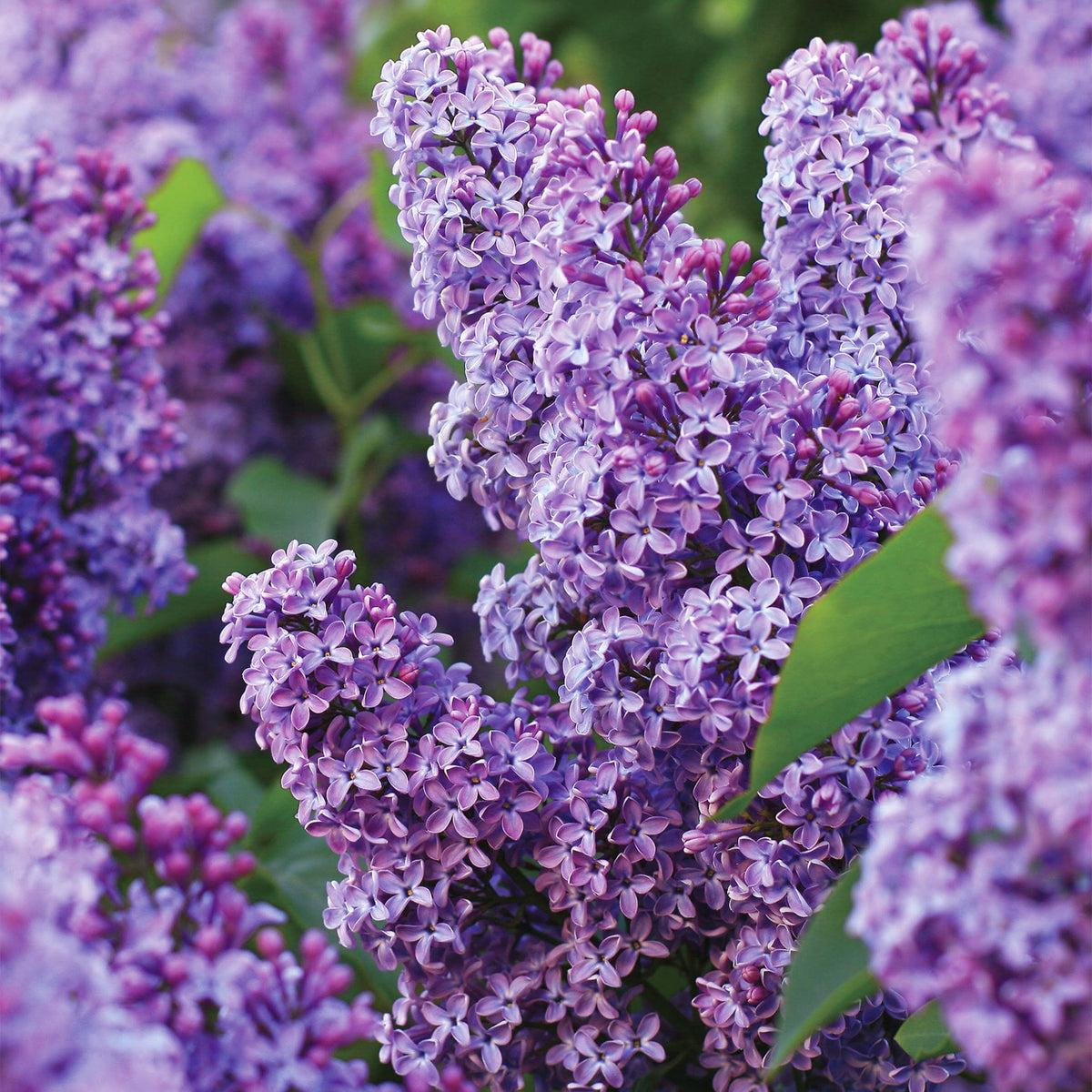 Garden State Bulb Common Purple Lilac Shrub, Live Bare Root (Bag of 2)